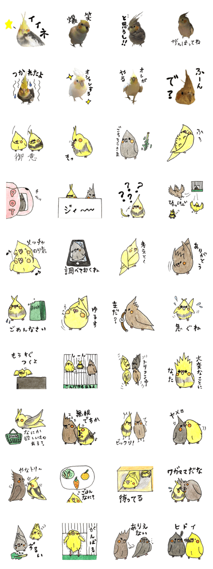 cockatiel 2