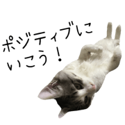 cat of cure .Let's be positive.