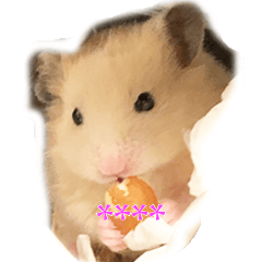 Lovely hamster Chan Custom English