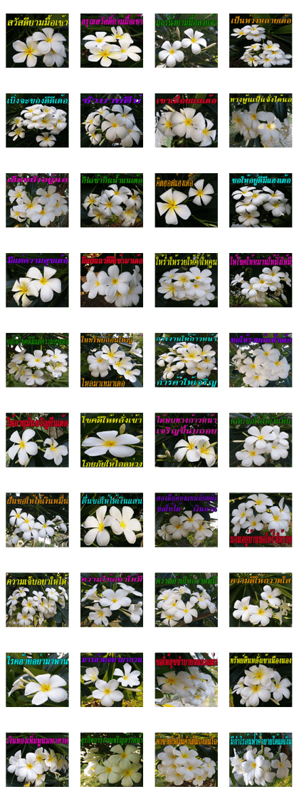 Plumeria of happiness version northeast
