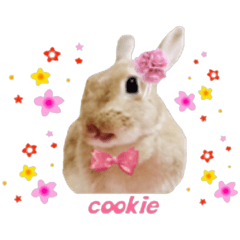 Rabbit is cookie