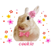 Rabbit is cookie