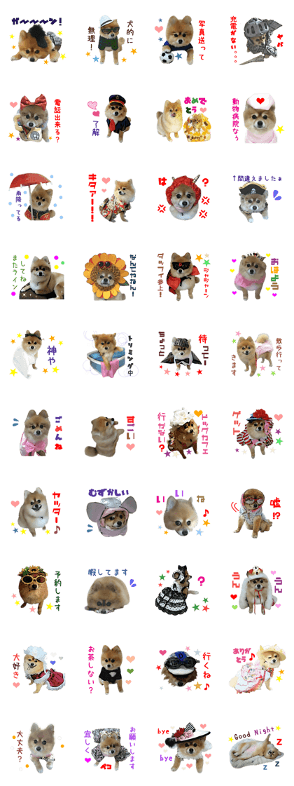 Real DOG Cosplay Pomeranian DUFFY