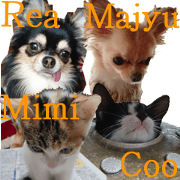 Rea pretty every day and Majyu and Cats