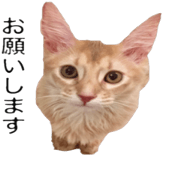 Carrie is an adorable cat