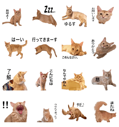 Carrie is an adorable cat