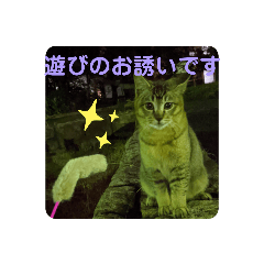 cattttt_20210118210545