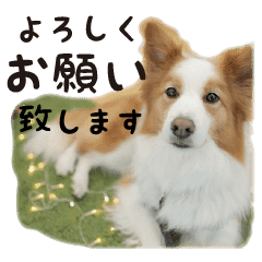 かわいい わんこ ボーダーコリーのニコ Line スタンプ Line Store かわいい わんこ ボーダーコリーのニコ Line スタンプ Line Store
