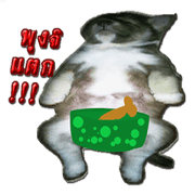 A dog nice