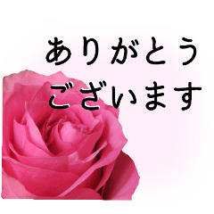 A floral message! Rose(polite language)