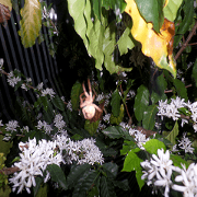 Hong Kong spring