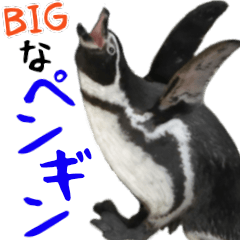 Photograph of the big penguin