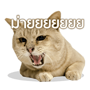 Meaw Taro (Taro cat)