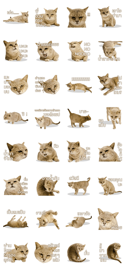 Meaw Taro (Taro cat)