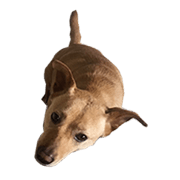 cute yellow dog