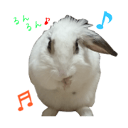 Sherry, a small rabbit
