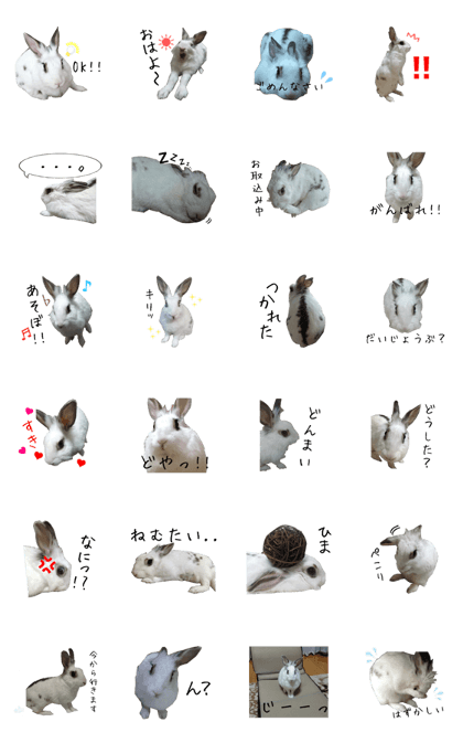 Sherry, a small rabbit