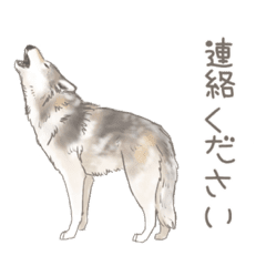 リアルなオオカミの使える日常スタンプ Line スタンプ Line Store リアルなオオカミの使える日常スタンプ Line スタンプ Line Store