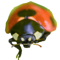 Ladybugs without wording-BIG