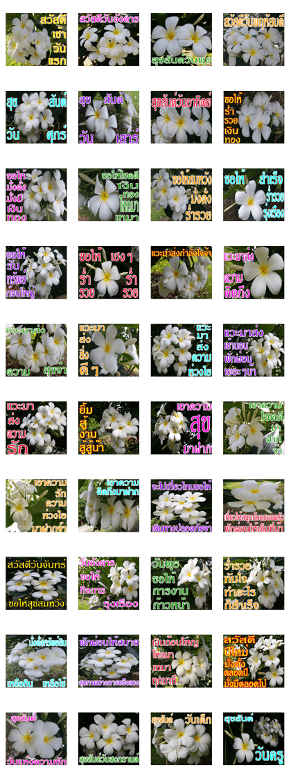 Plumeria of happiness