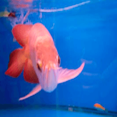 Red Dragon Fish