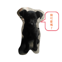 狗狗可愛用語