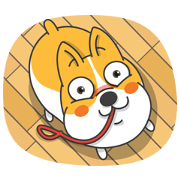 Cute dog Welsh Corgi