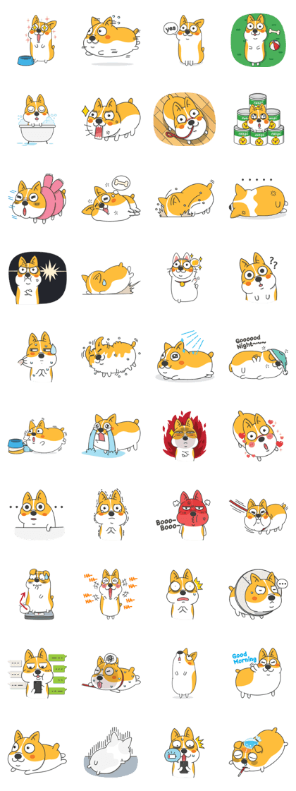 Cute dog Welsh Corgi
