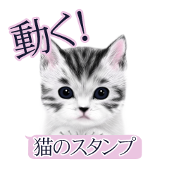 Cat animation Stickers