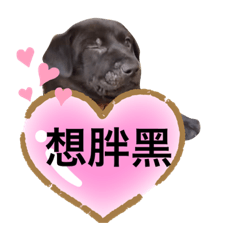 胖黑迷你白的日常