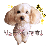 Toy poodle Purin