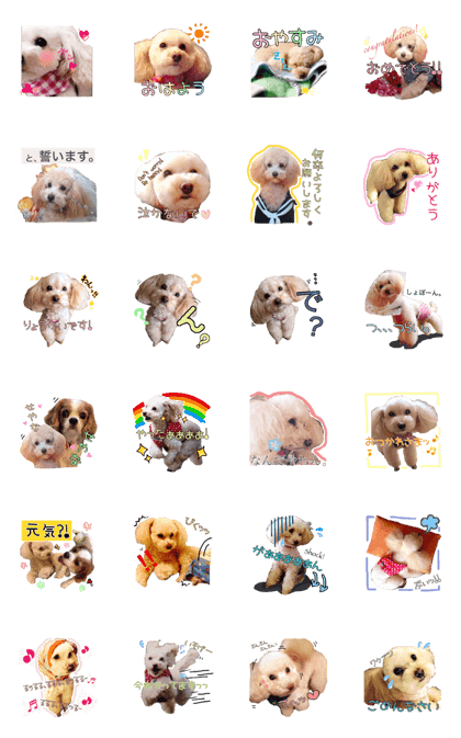 Toy poodle Purin