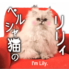 Photo Stickers of Persian cat "Lily"!!