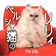 Photo Stickers of Persian cat "Lily"!!