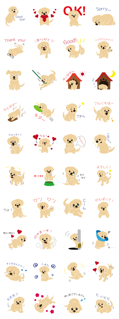 BARON BUDDIES 13 Labrador Retriever