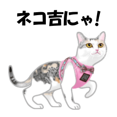 Pastel Cat Diary Nekokichi sticker Vol.3