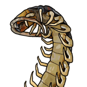 Sleepy Centipede