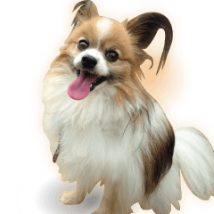 Picture of Papillon realistic