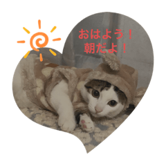 January_cat