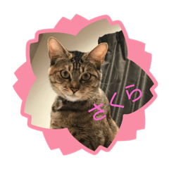 akiko_20210120215202