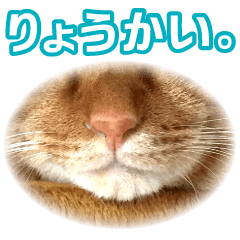 Real cat ! MIKAGE & CHAR Sticker 2