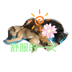 溫家狗狗