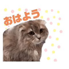 maple_20210121101442