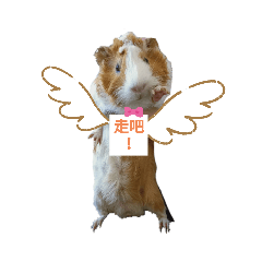 天竺鼠：）玉蜀黍2