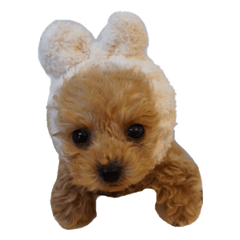 RUNA of toy poodle