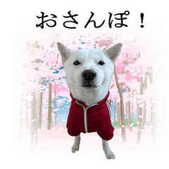 北海道犬桜花の愛情表現
