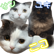 Nico Yuki San Sticker