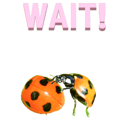 Simple English from Ladybugs-BIG