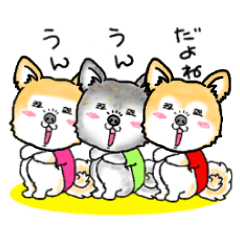 Cute Akita dog friends