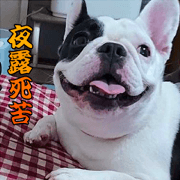 French bulldog YUA Sticker French bulldog YUA Sticker